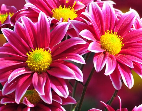 Hopkins Flowers By Angela
